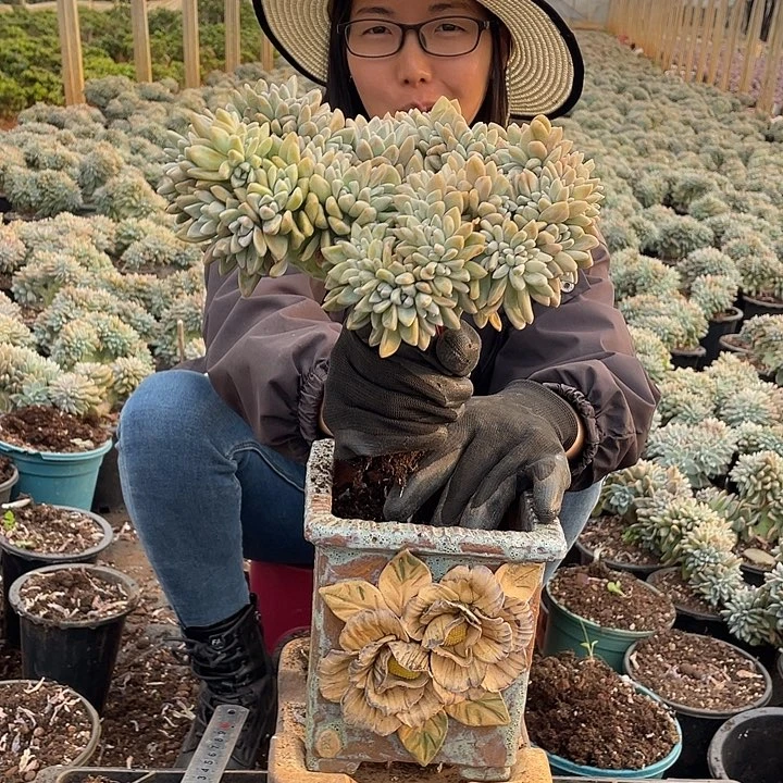 327 淡雪缀 一物一拍多肉