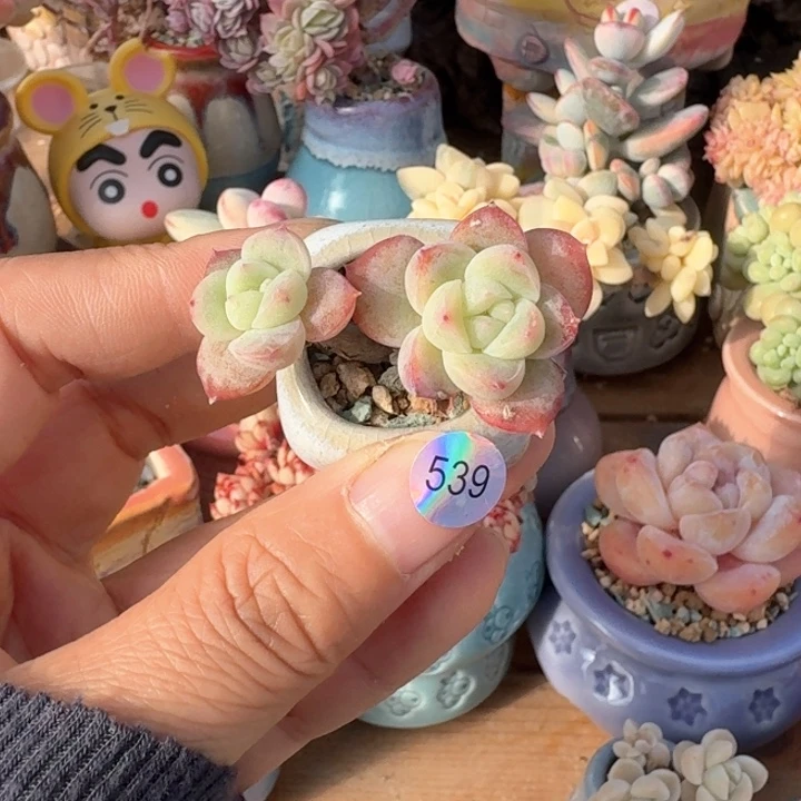 539 多肉含盆土30元包邮除偏远