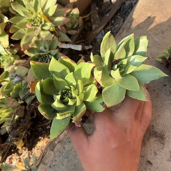 就***名仙女杯多肉植物