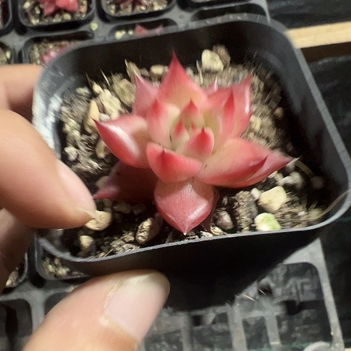 东云血罗精品多肉植物
