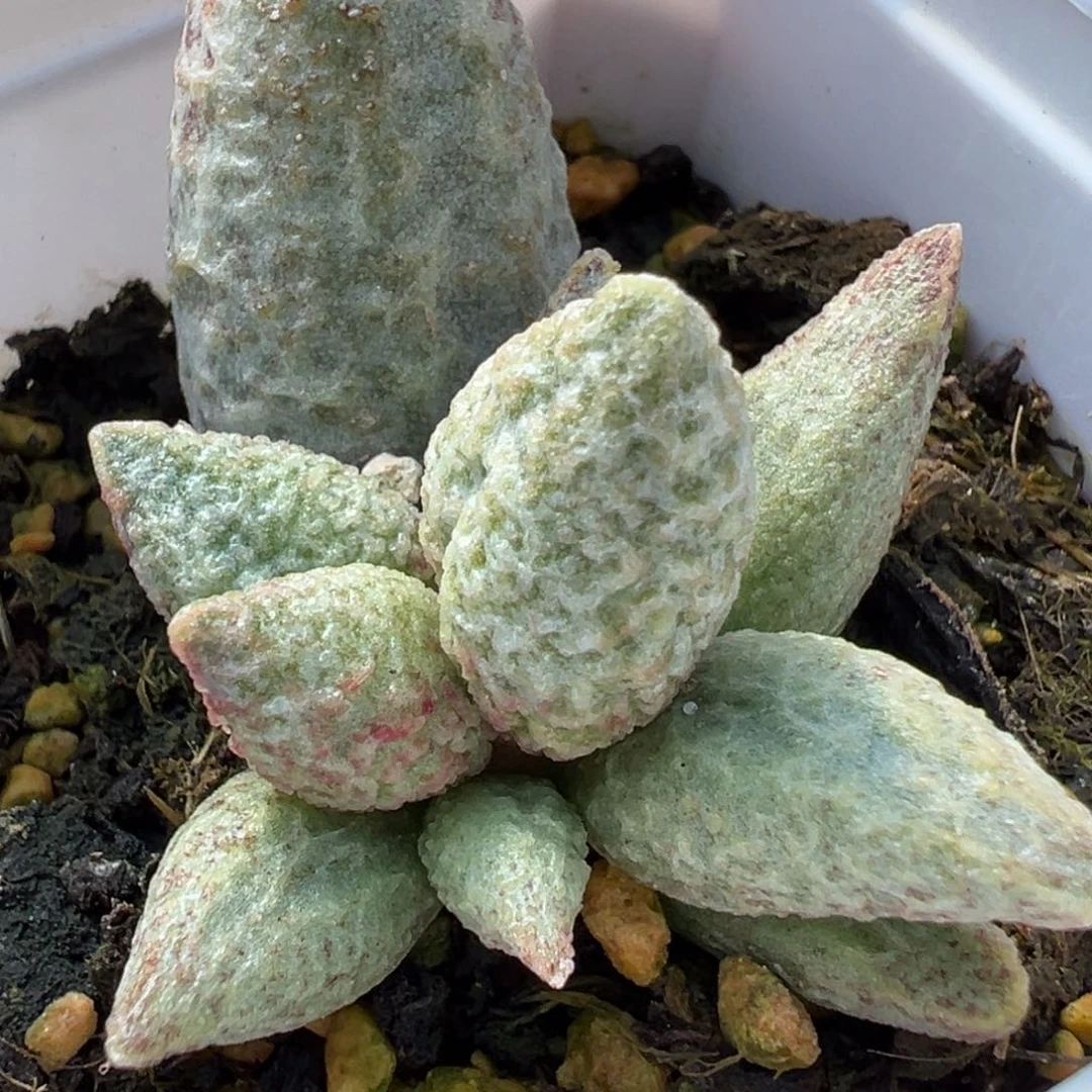 奶油冰淇淋多肉植物水泡