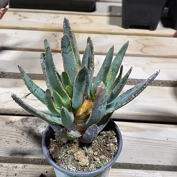 完美主义者勿拍多支芦荟