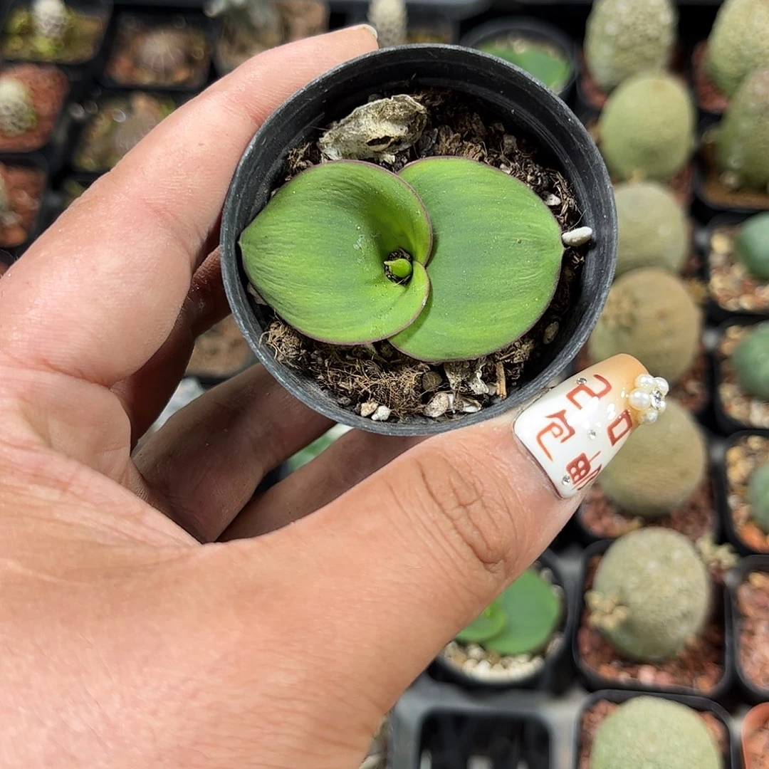 艳镜单头发货单头发