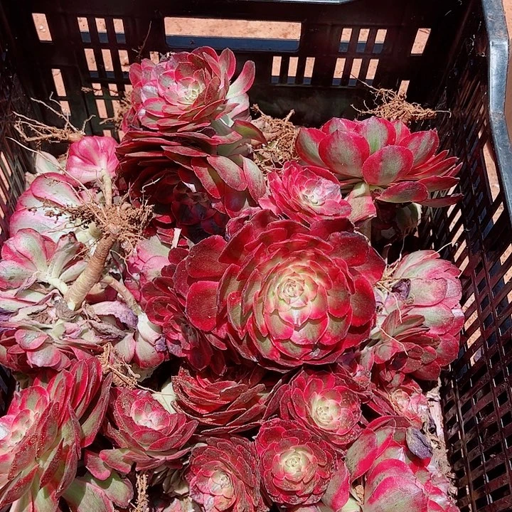赤子心单头戴崽多肉植物