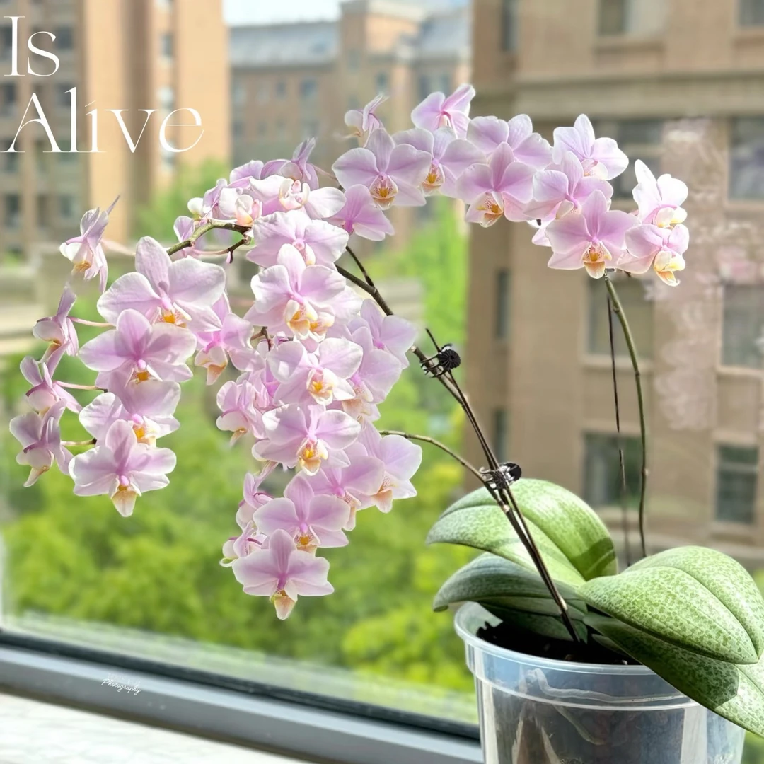 槟榔西施｜3.0寸蝴蝶兰带剑仙气飘飘