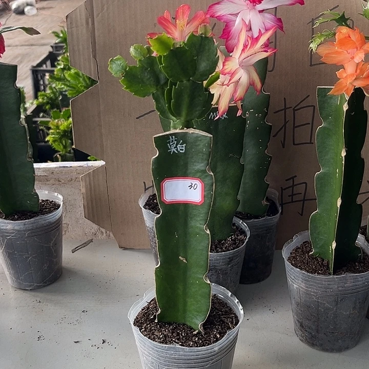 当前无花朵，栽培后可花朵莫白