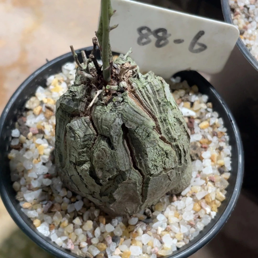 啊***永盆栽，异形龟甲龙， 一物一拍