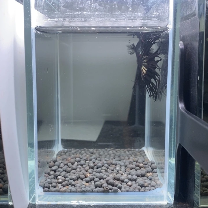 斗鱼泰国斗鱼直播5号