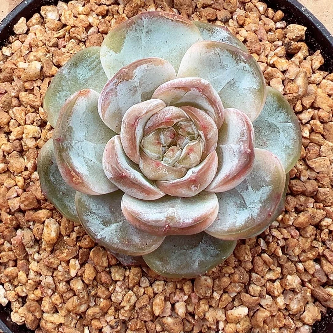 1028-32蜜家新品。