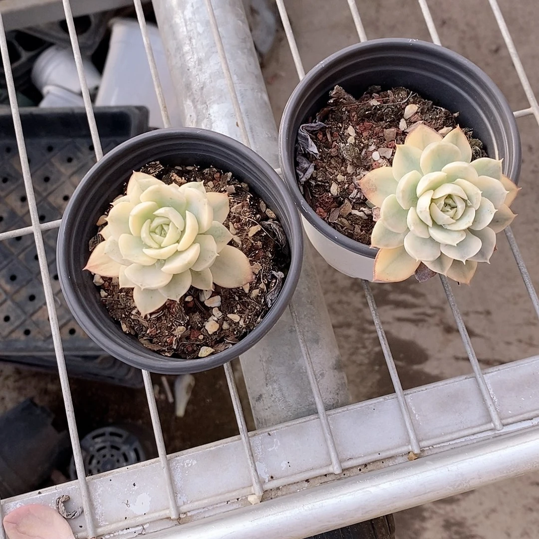 2***_鲁氏锦多肉植物111