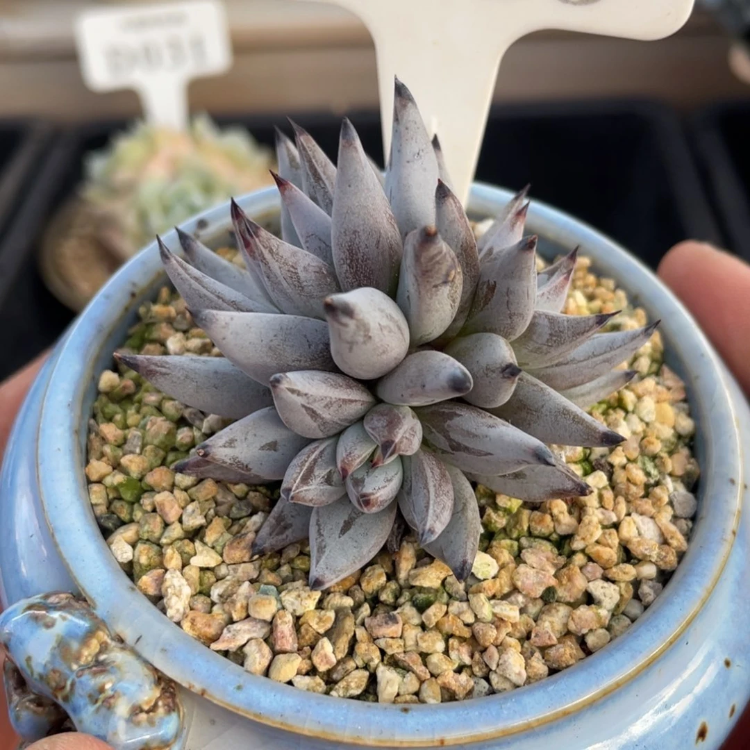 0546魔爪不带盆6厘米