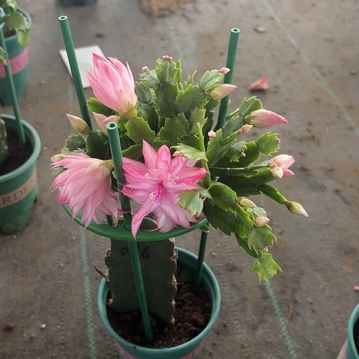 大部分花苞少量开放066