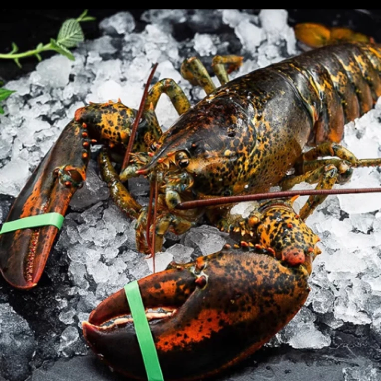 波士顿龙虾鲜活发货400-600克打氧发货 可帮开