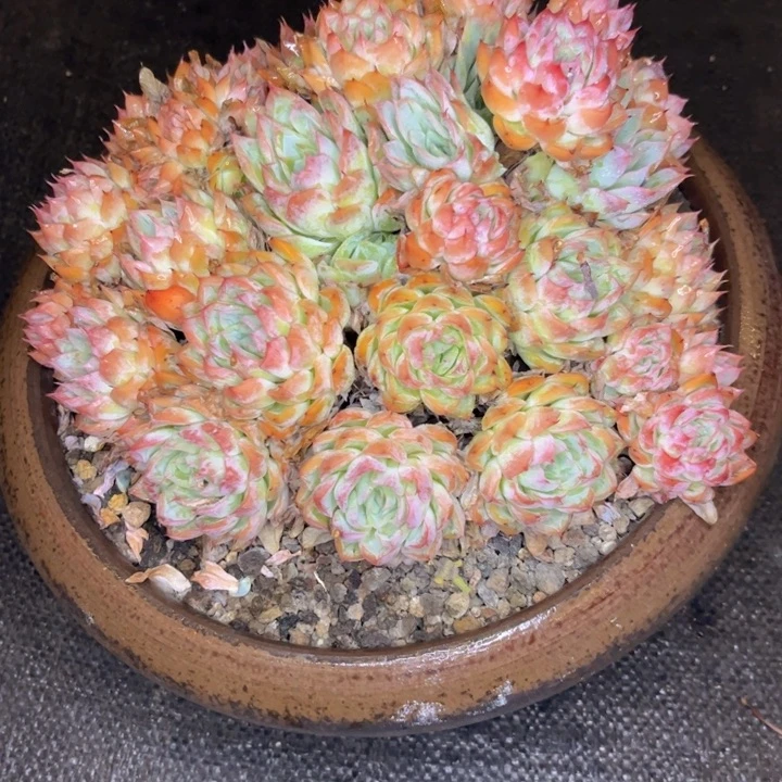 无花朵嘉*尔友家多肉一物一拍