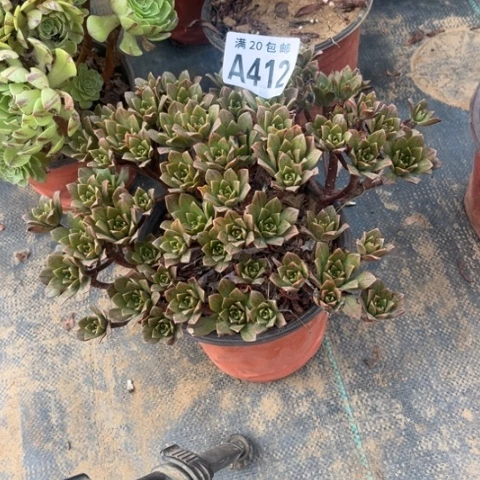 412绿茶不包断枝