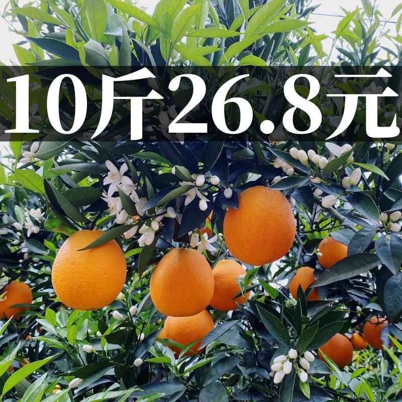 【爆汁味甜】应季新鲜高山脐橙水果橙子手剥多汁孕妇水果现摘包邮