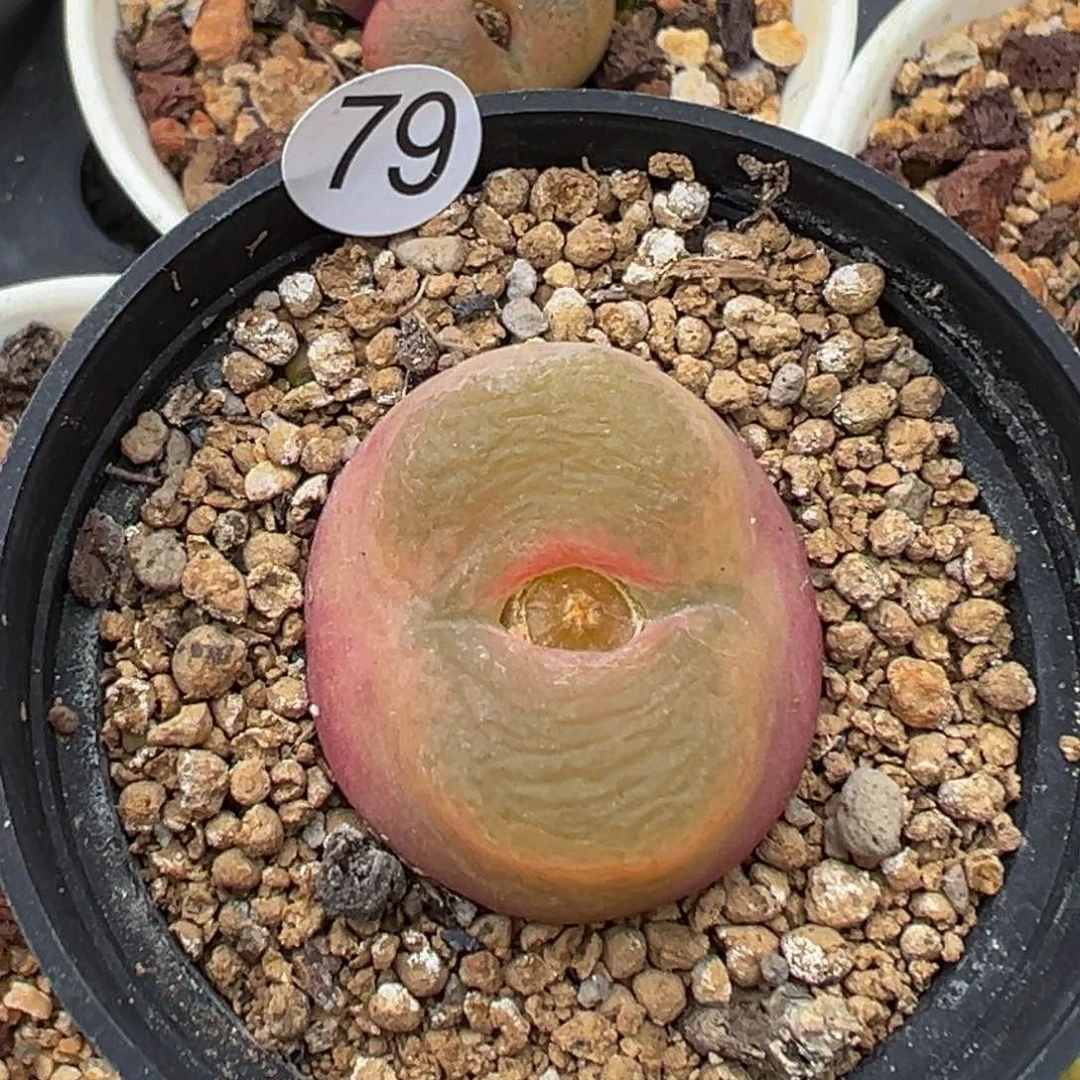 多肉植物111111111111111