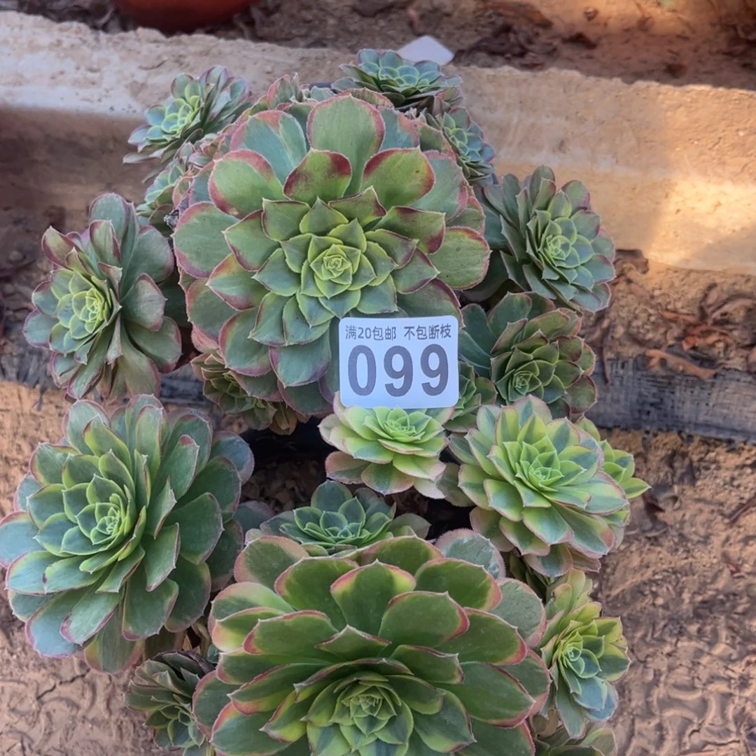 瑕疵奶白099不包断枝