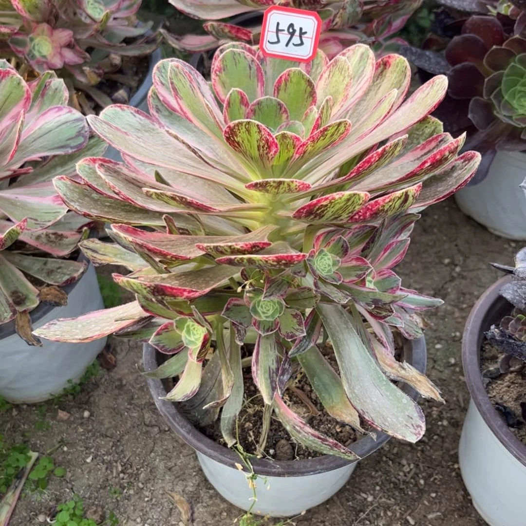 冬*。595多肉植物V锦锦