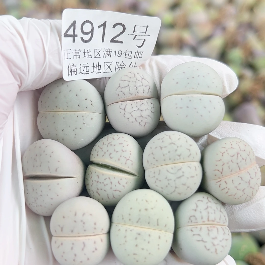 4912四年大白10个2cm左右