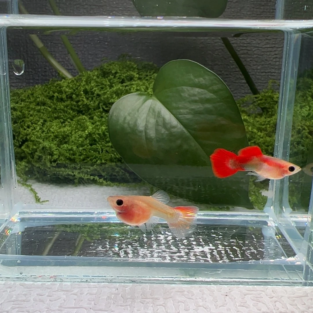 孔雀鱼红礼服玻璃猫