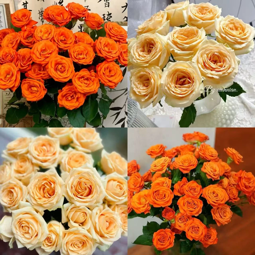 【花予专属】10枝香槟+10枝橙色芭比多头玫瑰  云南鲜切花