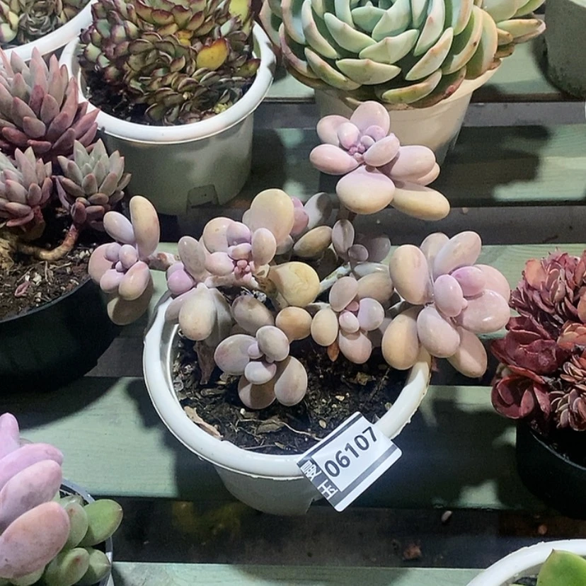 【闪购商品】桃蛋06107