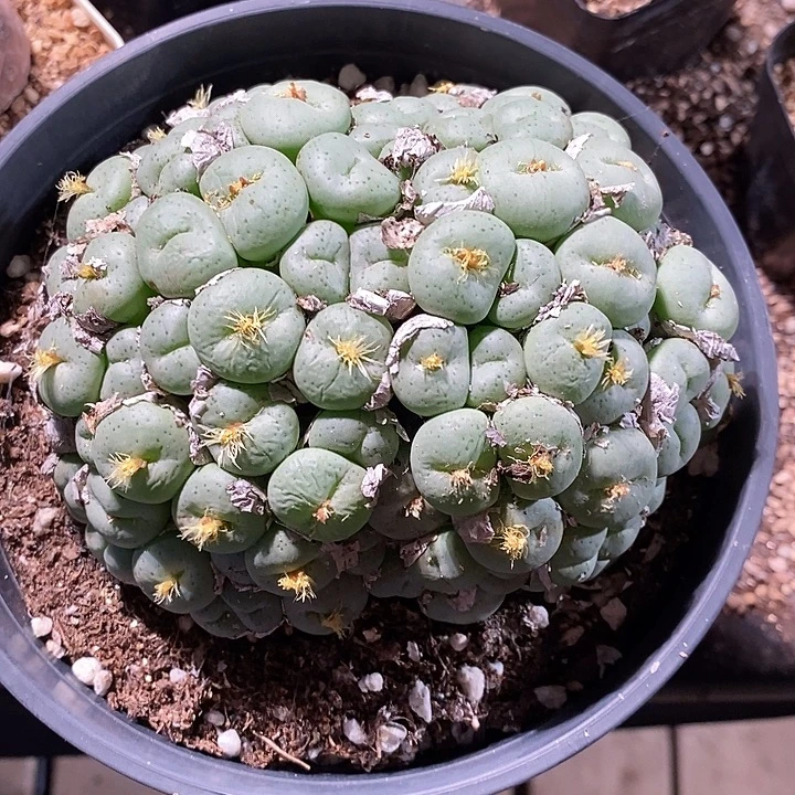 2307。 双头群生大饼。