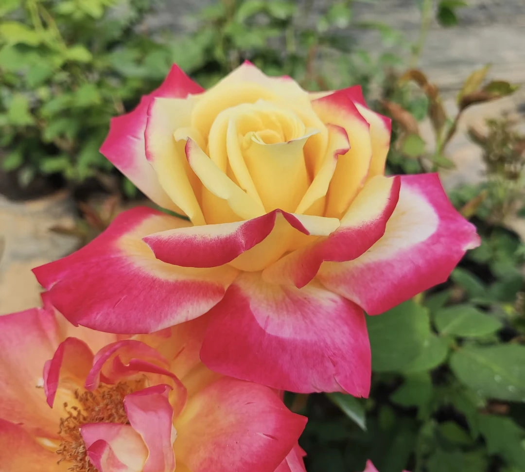 【荣光】灌木月季 红黄复色花朵 淡香花期长 植株直立生长