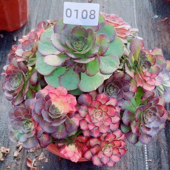 海王七彩特价多肉