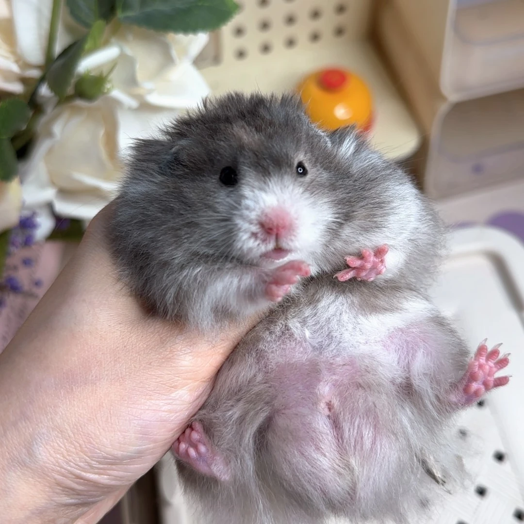 17黑波弟弟3.27生日