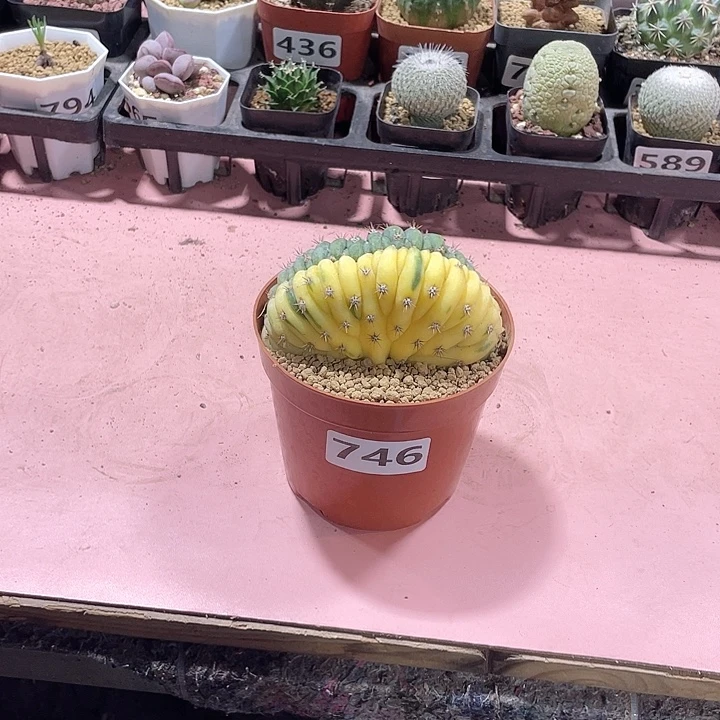 746多纹柱缀化自然锦