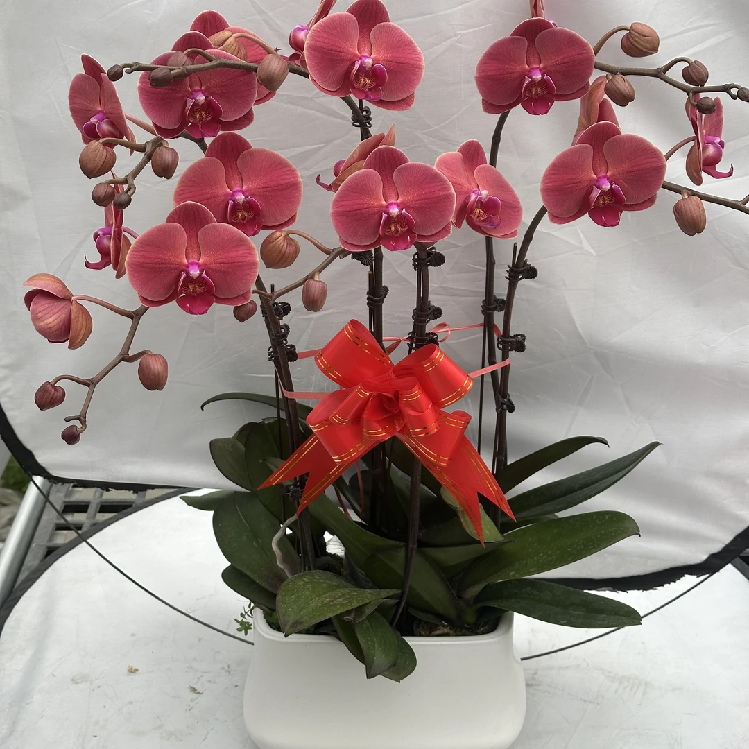 兰馨【聚宝橘子】蝴蝶兰 室内花卉 花期长适合 送礼，乔迁，开业