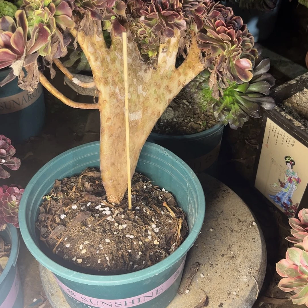 11欧嘉莉缀化法师多肉植物