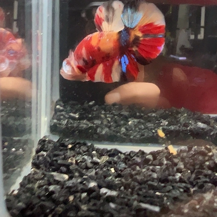 斗鱼一单包邮1日6