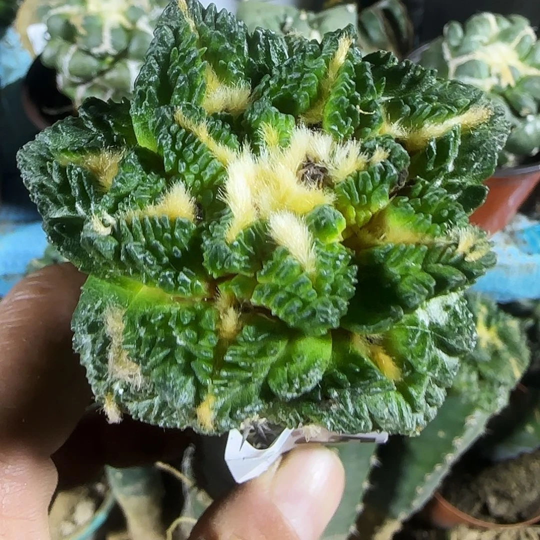 龟甲125仙人球开花了