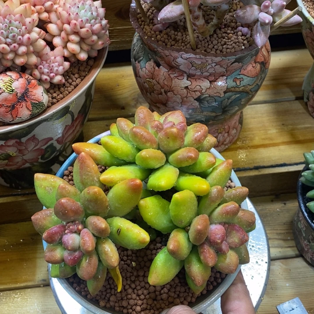 芒果奶群多肉植物