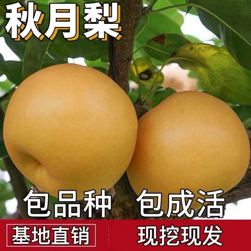 【抢】正宗嫁接秋月梨树苗南北都可种植特大皮薄汁水多