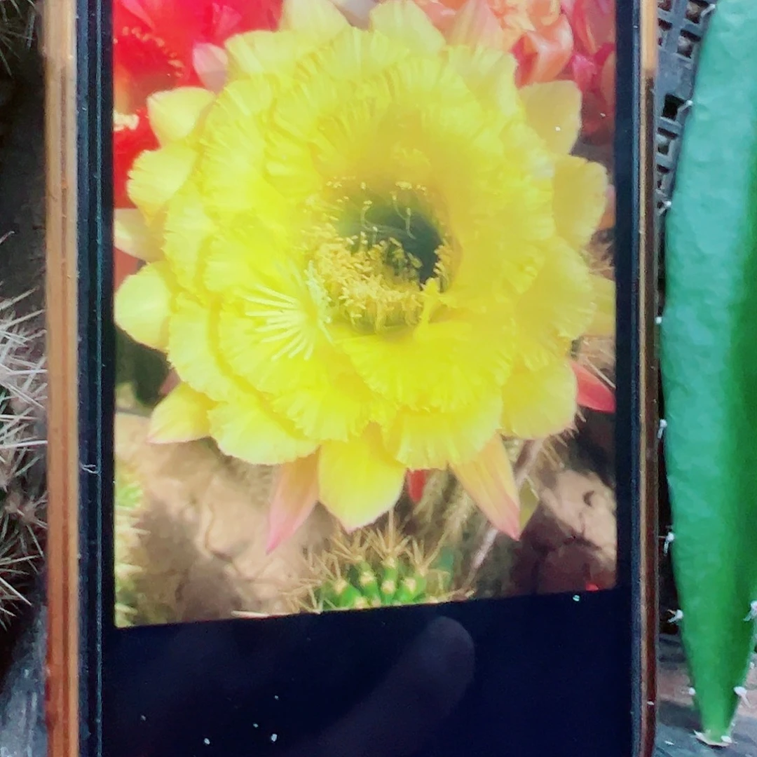 毛花柱 清公主 5-6 厘米侧芽 满20包邮