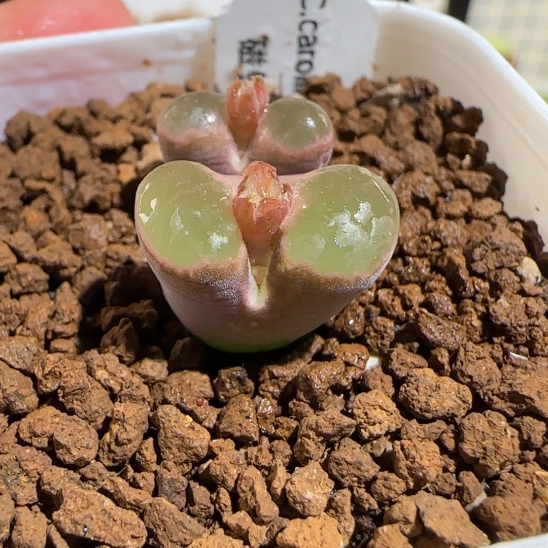 肉锥多肉植物组合-磁铁594