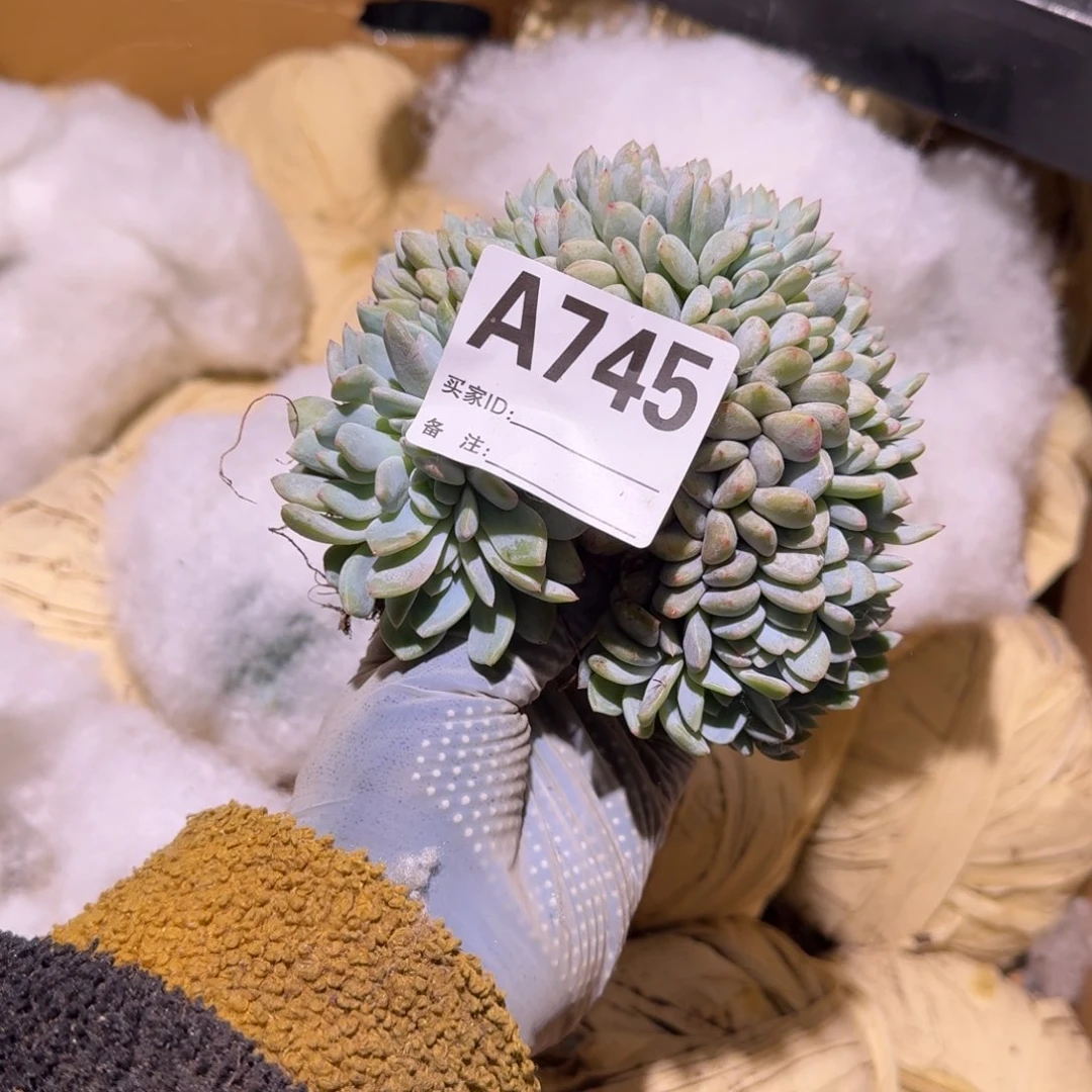 雨**奏星影缀化呀呀呀呀