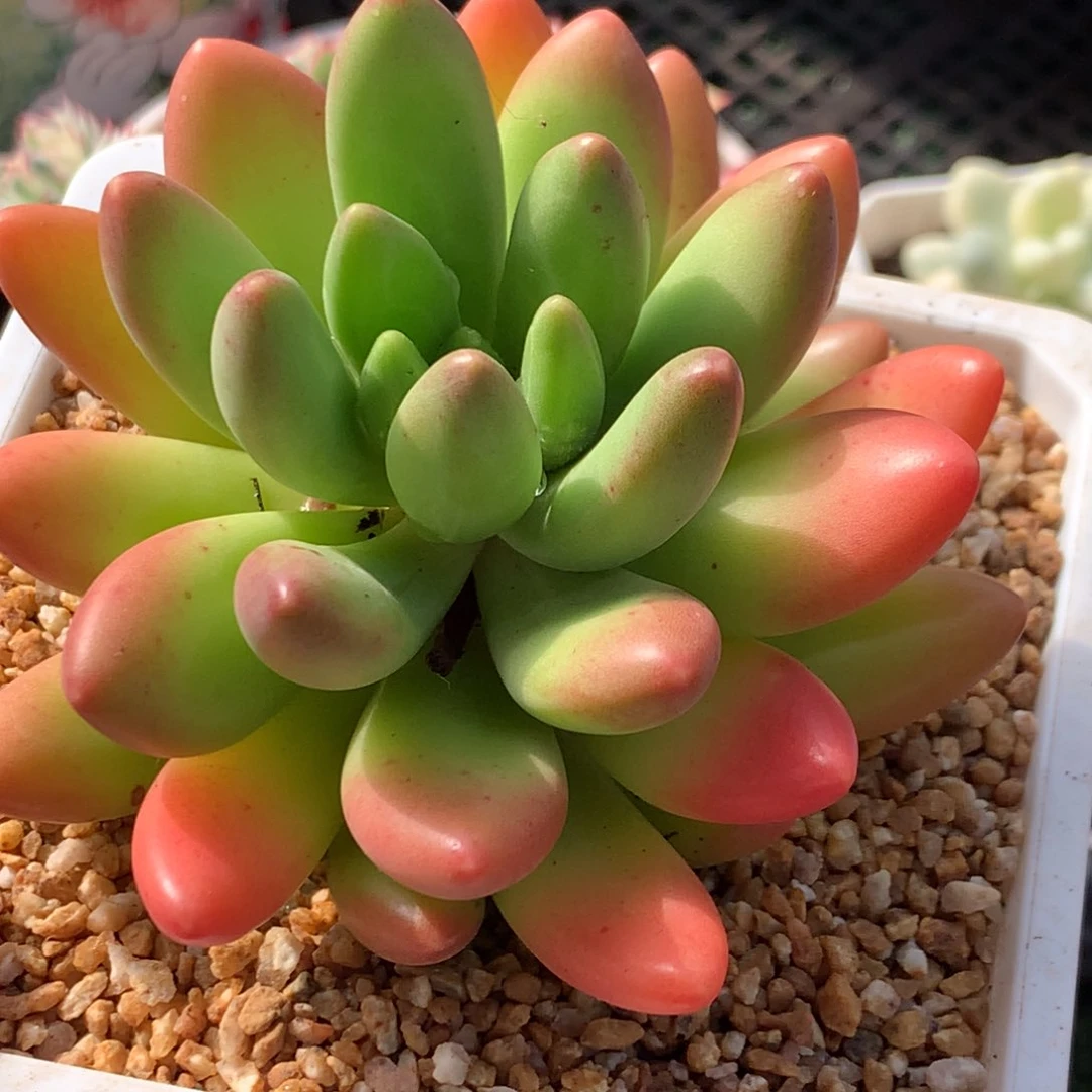 芒果奶哈哈哈哈哈哈哈哈