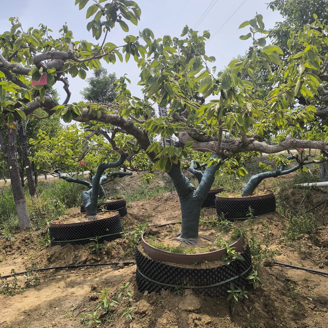 太秋火晶脆甜柿子树果树苗木1号