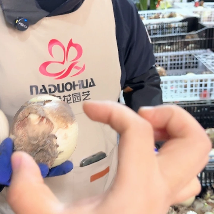 白雪直径8.5厘米进口残次