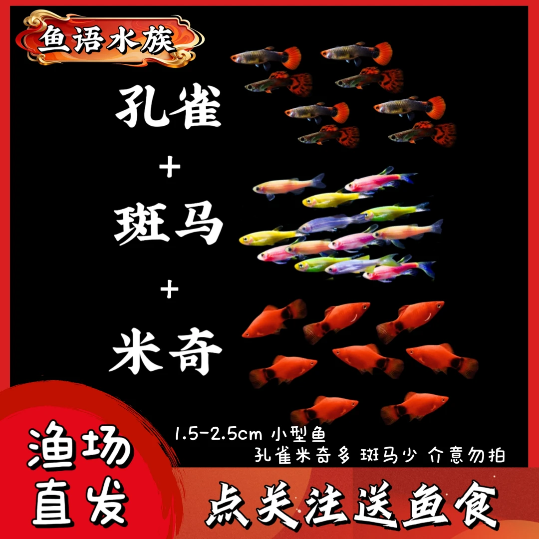 新孔雀鱼+斑马+米奇组合观赏鱼混养热带淡水小型鱼好养耐活小鱼