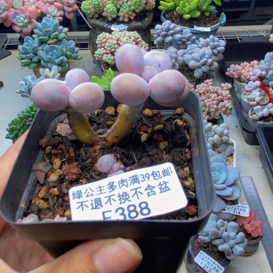388橙奶多肉肉4c m