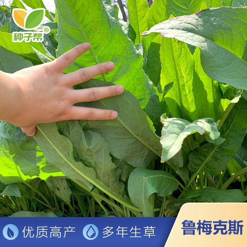 食叶草母本杂交鲁梅克斯种子多年生耐寒高产高蛋白牧草养殖草种籽