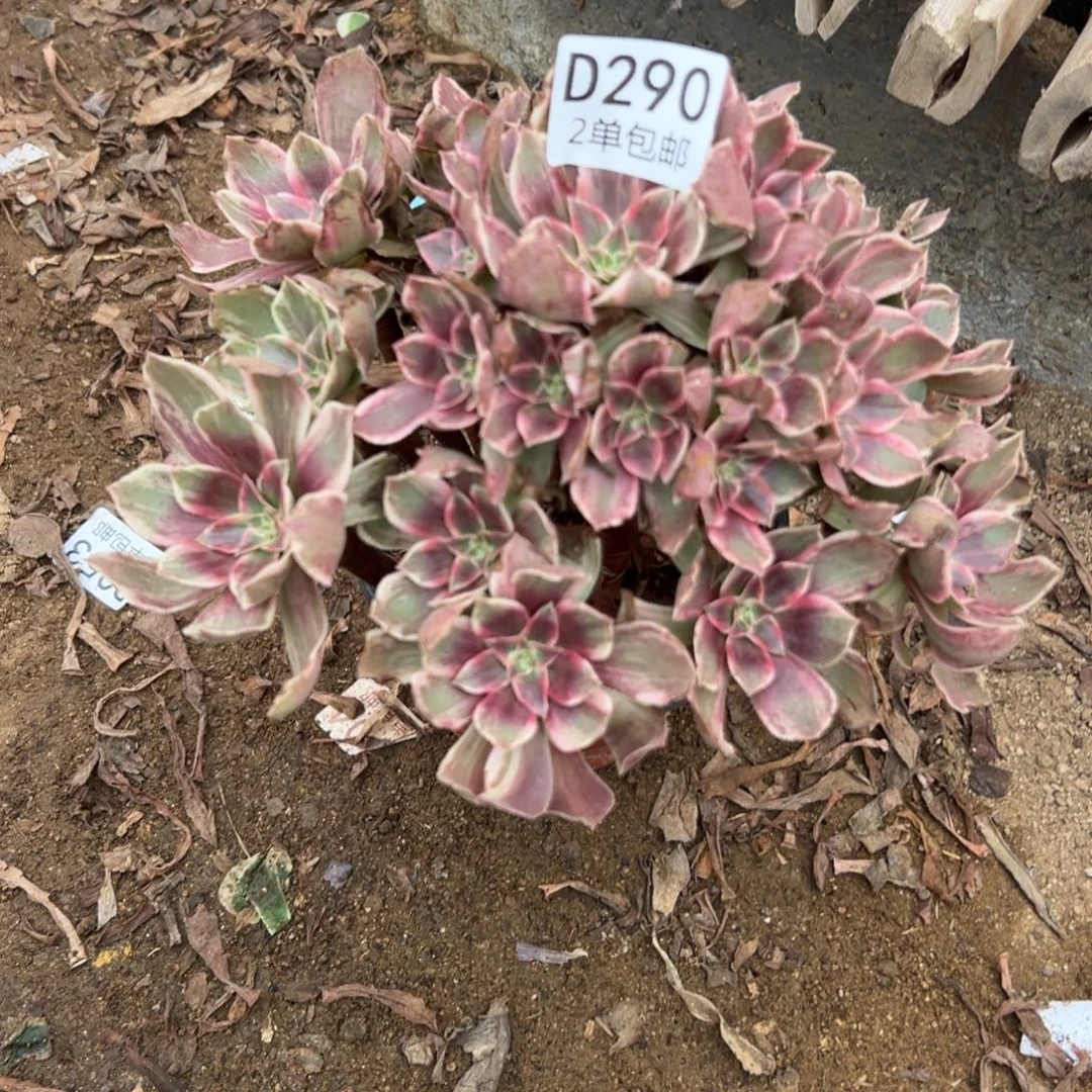 290多肉浣纱不包断头