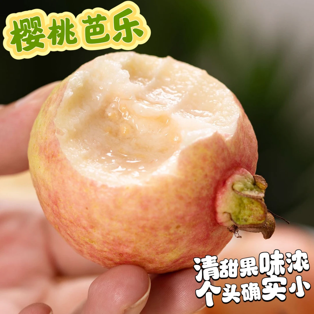 树上熟樱桃芭乐 个头很小 软糯清甜 务必冷藏 2斤起 顺丰空运