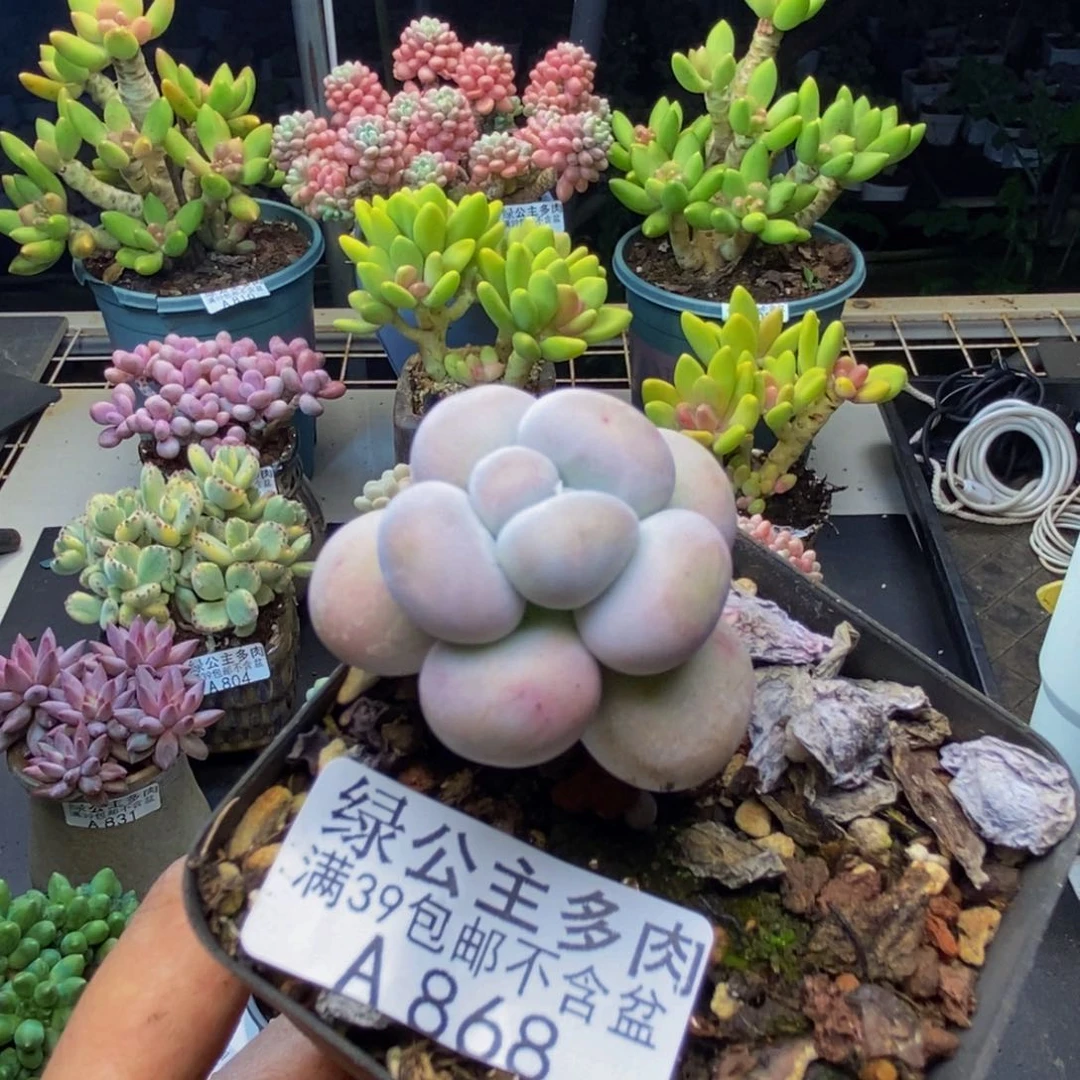 868芭比奶多肉5c m